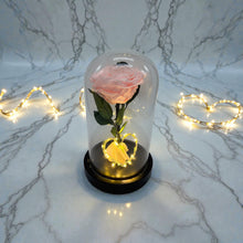 BEAUTY DOME with light - Rose that lasts 1-3 Years!