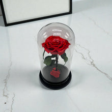 BEAUTY DOME - Rose that lasts 1-3 Years!