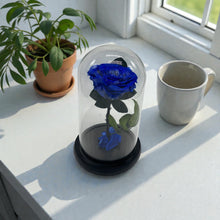 BEAUTY DOME - Rose that lasts 1-3 Years!