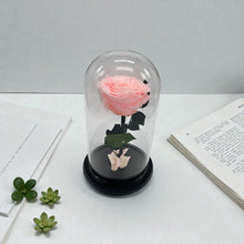BEAUTY DOME - Rose that lasts 1-3 Years!