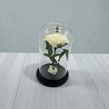 BEAUTY DOME - Rose that lasts 1-3 Years!